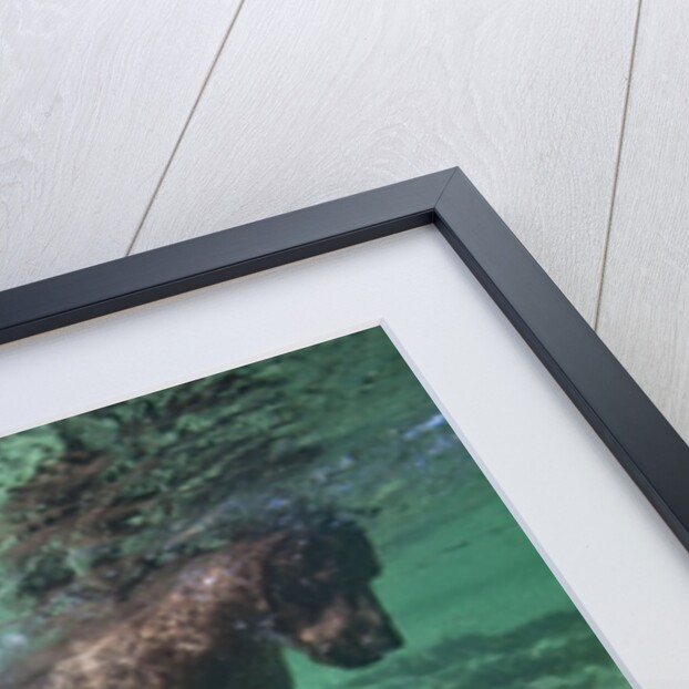 Underwater Brown Bear, Katmai National Park, Alaska by Anonymous