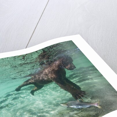 Underwater Brown Bear, Katmai National Park, Alaska by Anonymous