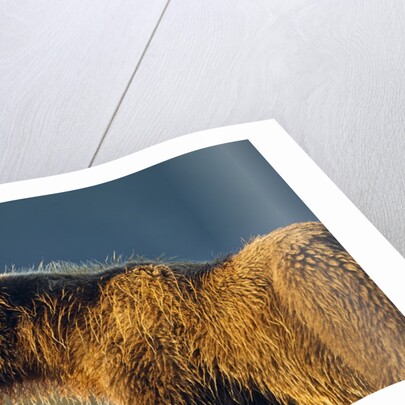 Brown Bear at Dawn, Katmai National Park, Alaska by Anonymous