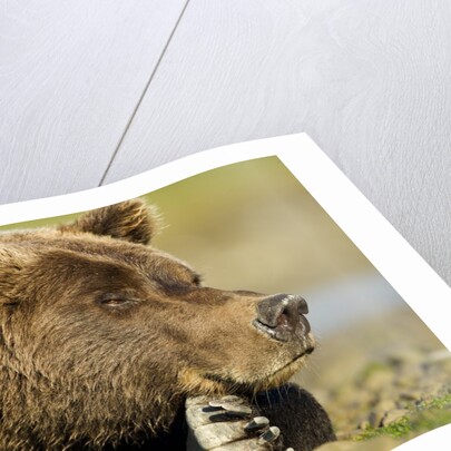 Brown Bear, Katmai National Park, Alaska by Anonymous
