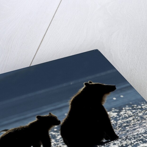 Brown Bear and Cubs, Katmai National Park, Alaska by Anonymous