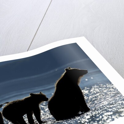 Brown Bear and Cubs, Katmai National Park, Alaska by Anonymous