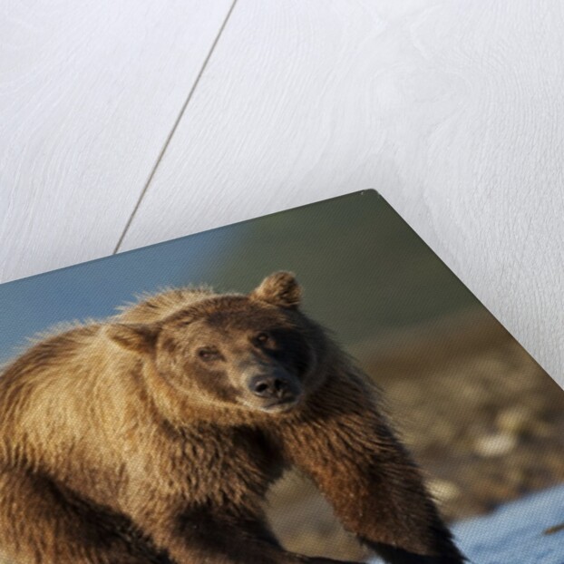 Bown Bear, Katmai National Park, Alaska by Anonymous