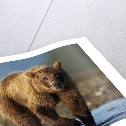 Bown Bear, Katmai National Park, Alaska by Anonymous