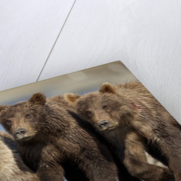 Brown Bear Cubs, Katmai National Park, Alaska by Anonymous