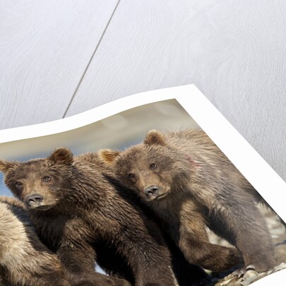 Brown Bear Cubs, Katmai National Park, Alaska by Anonymous