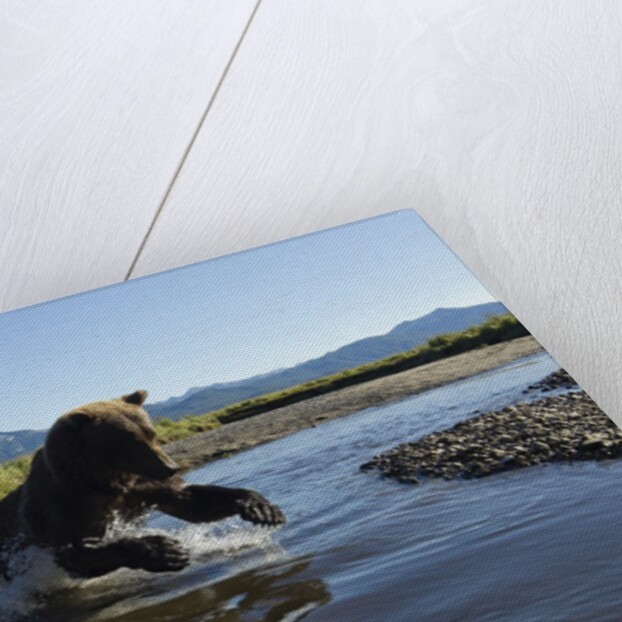 Brown Bear Fishing, Katmai National Park, Alaska by Anonymous