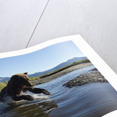 Brown Bear Fishing, Katmai National Park, Alaska by Anonymous