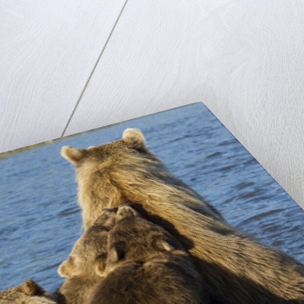 Brown Bear Sow and Cubs, Katmai National Park, Alaska by Anonymous