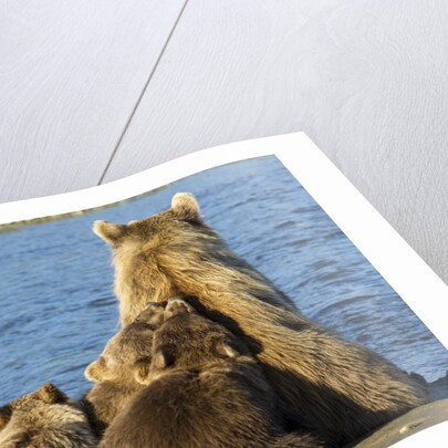 Brown Bear Sow and Cubs, Katmai National Park, Alaska by Anonymous