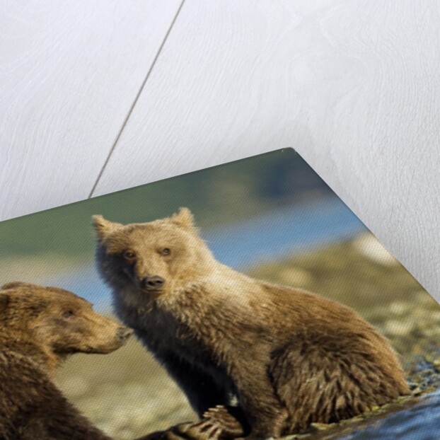 Brown Bear Cubs, Katmai National Park, Alaska by Anonymous