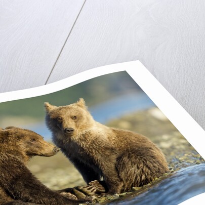 Brown Bear Cubs, Katmai National Park, Alaska by Anonymous