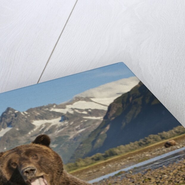 Grizzly Bear, Katmai National Park, Alaska by Anonymous