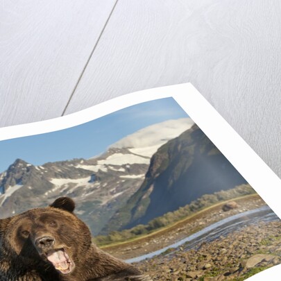 Grizzly Bear, Katmai National Park, Alaska by Anonymous