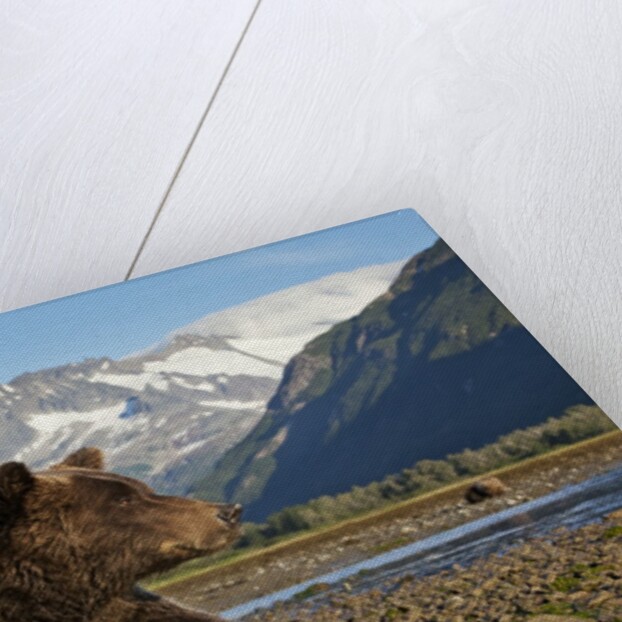 Brown Bear, Katmai National Park, Alaska by Anonymous