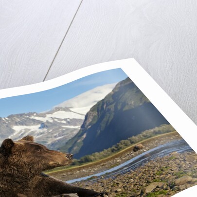 Brown Bear, Katmai National Park, Alaska by Anonymous