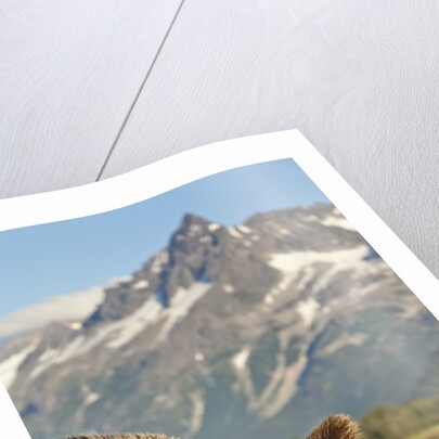 Brown Bear and Coastal Mountains, Katmai National Park, Alaska by Anonymous