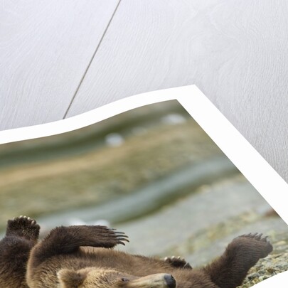 Resting Brown Bear, Katmai National Park, Alaska by Anonymous