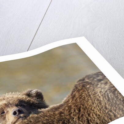 Brown Bear Cub and Mother, Katmai National Park, Alaska by Anonymous
