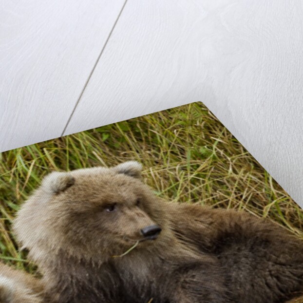 Brown Bear Spring Cubs, Katmai National Park, Alaska by Anonymous