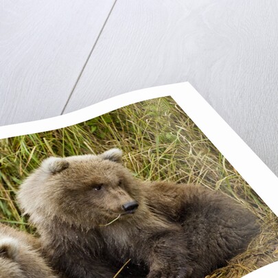 Brown Bear Spring Cubs, Katmai National Park, Alaska by Anonymous