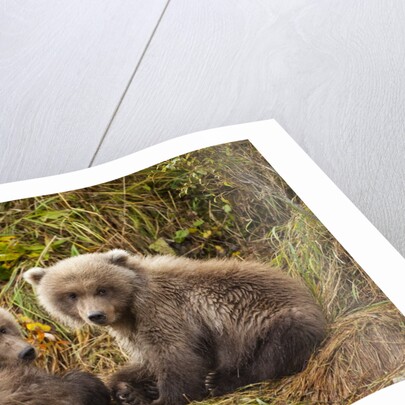 Brown Bear Spring Cubs, Katmai National Park, Alaska by Anonymous