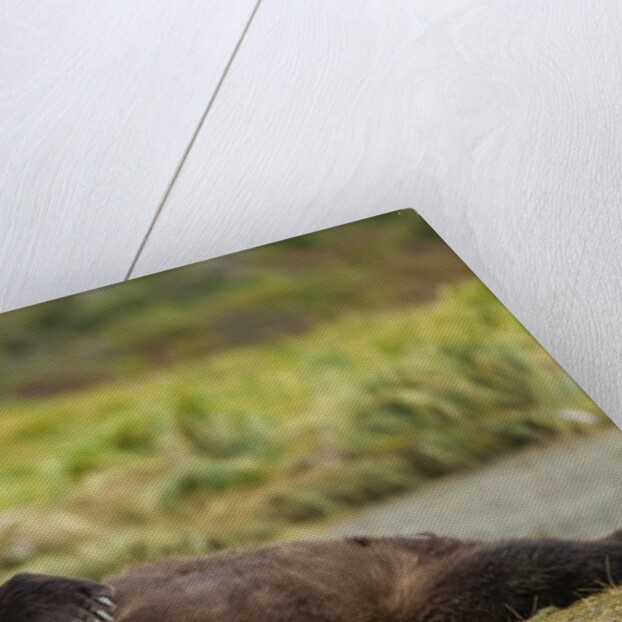 Resting Brown Bear, Katmai National Park, Alaska by Anonymous