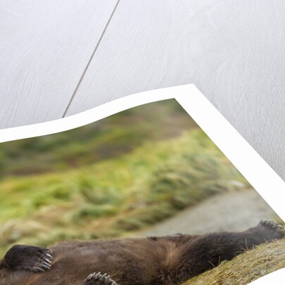 Resting Brown Bear, Katmai National Park, Alaska by Anonymous