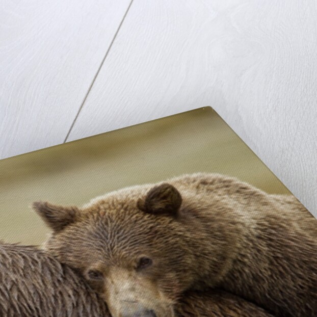 Brown Bear Cub and Sow, Katmai National Park, Alaska by Anonymous