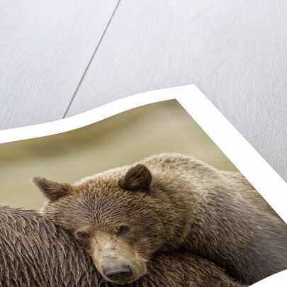 Brown Bear Cub and Sow, Katmai National Park, Alaska by Anonymous