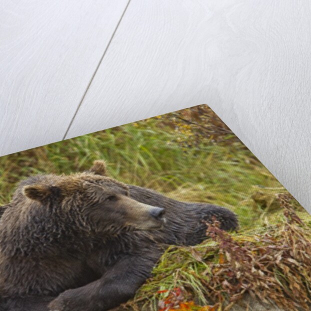 Brown Bear Sow and Cubs, Katmai National Park, Alaska by Anonymous