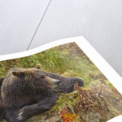 Brown Bear Sow and Cubs, Katmai National Park, Alaska by Anonymous