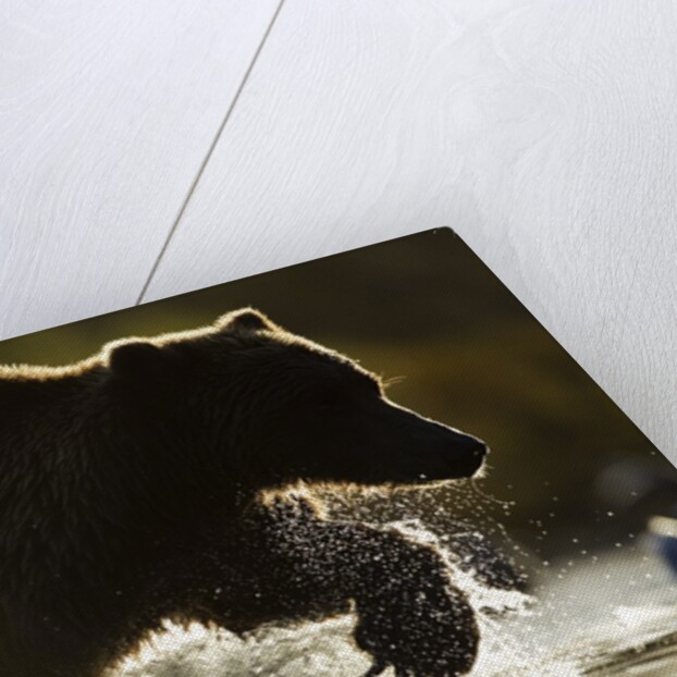 Fishing Brown Bear, Katmai National Park, Alaska by Anonymous