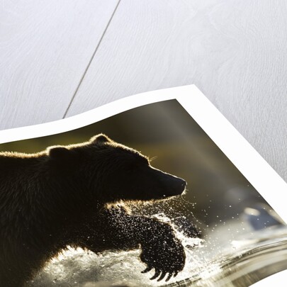 Fishing Brown Bear, Katmai National Park, Alaska by Anonymous