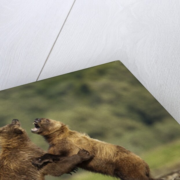 Grizzly Bear, Katmai National Park, Alaska by Anonymous