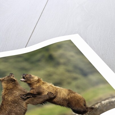 Grizzly Bear, Katmai National Park, Alaska by Anonymous