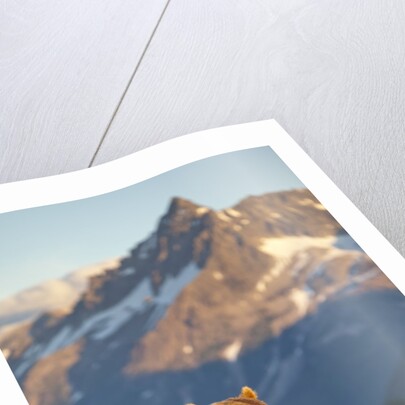Brown Bear at Dawn, Katmai National Park, Alaska by Anonymous