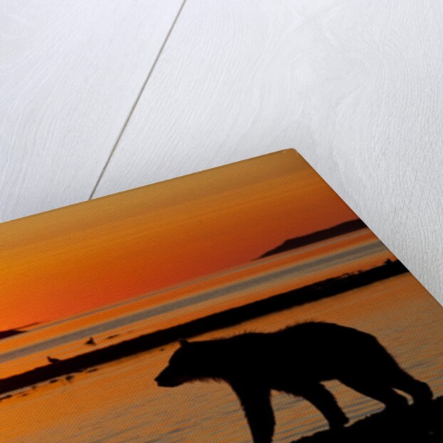 Brown Bear at Dawn, Katmai National Park, Alaska by Anonymous