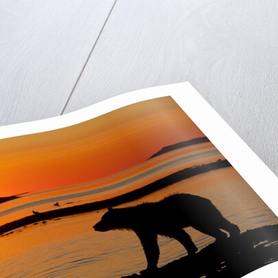 Brown Bear at Dawn, Katmai National Park, Alaska by Anonymous