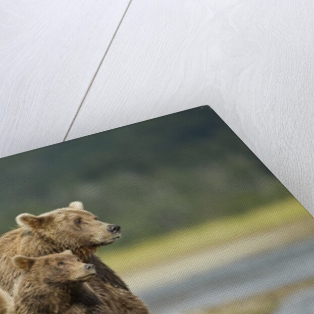 Brown Bear and Cubs, Katmai National Park, Alaska by Anonymous