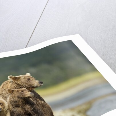 Brown Bear and Cubs, Katmai National Park, Alaska by Anonymous
