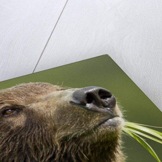 Brown Bear, Katmai National Park, Alaska by Anonymous