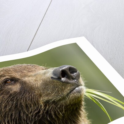 Brown Bear, Katmai National Park, Alaska by Anonymous