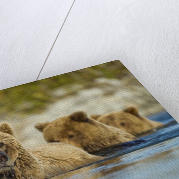 Brown Bear and Cubs, Katmai National Park, Alaska by Anonymous