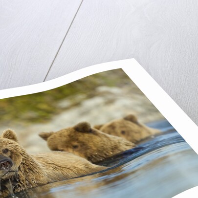 Brown Bear and Cubs, Katmai National Park, Alaska by Anonymous