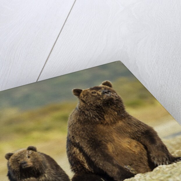 Brown Bear Sow and Cubs, Katmai National Park, Alaska by Anonymous