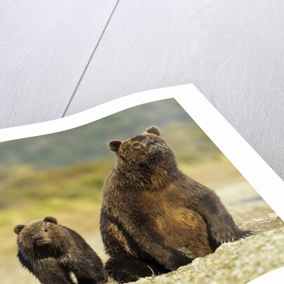 Brown Bear Sow and Cubs, Katmai National Park, Alaska by Anonymous