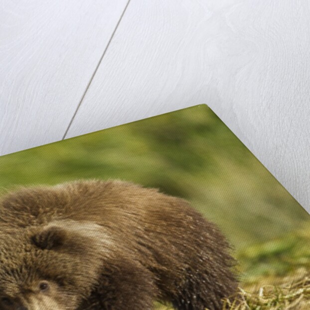 Brown Bear Spring Cub, Katmai National Park, Alaska by Anonymous