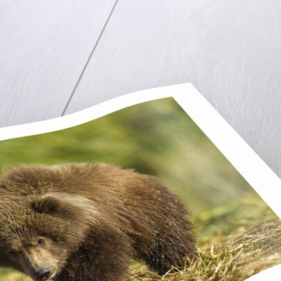 Brown Bear Spring Cub, Katmai National Park, Alaska by Anonymous