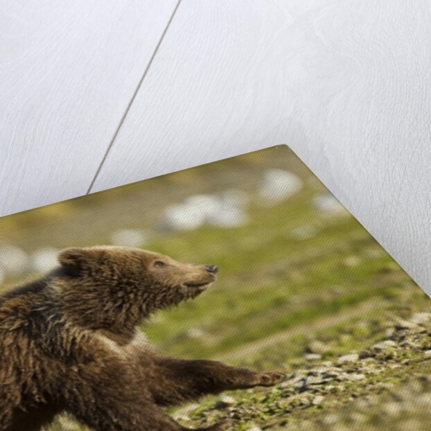 Brown Bear Spring Cubs, Katmai National Park, Alaska by Anonymous